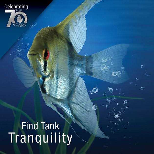 Tetra Cleaning Bacteria N280127