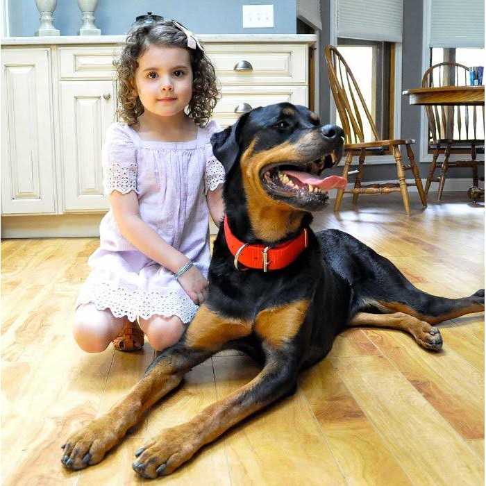 Black Nylon Dog Collar P863