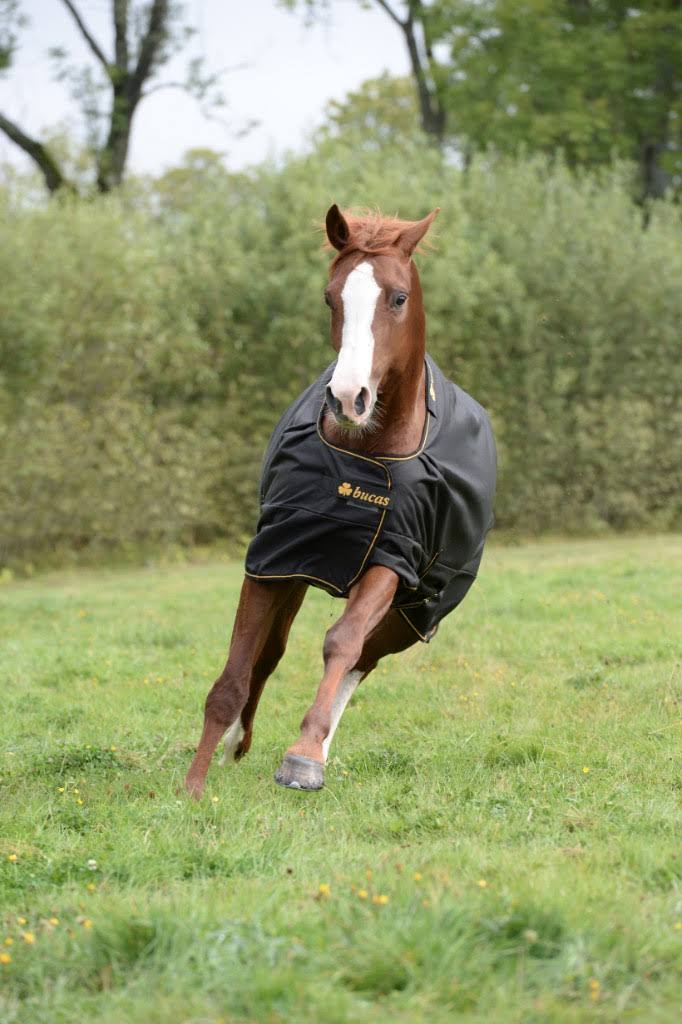 Black Turnout U2928
