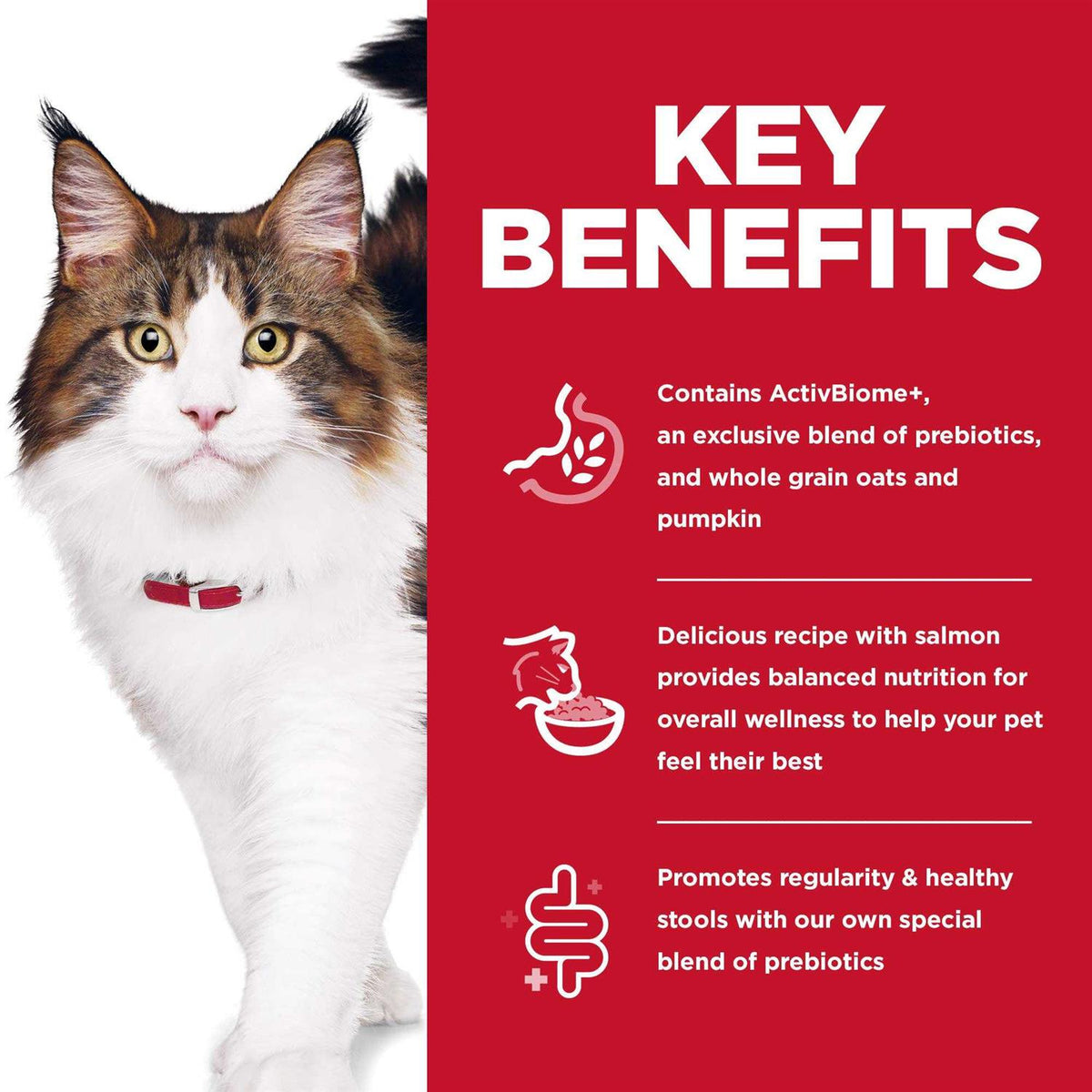 Adult Cat Dry Food Salmon Y31725