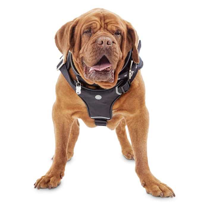 Big Black Dog Harness H747336