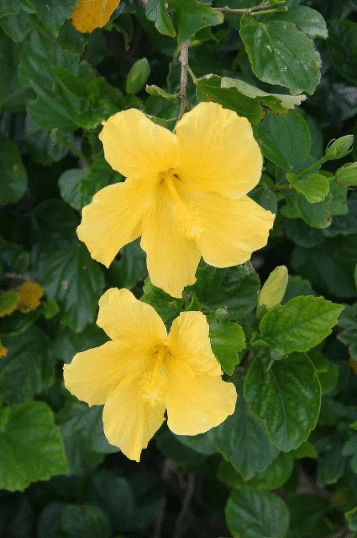 Tropical Hibiscus 'Yellow' in a 4" Pot Z4753