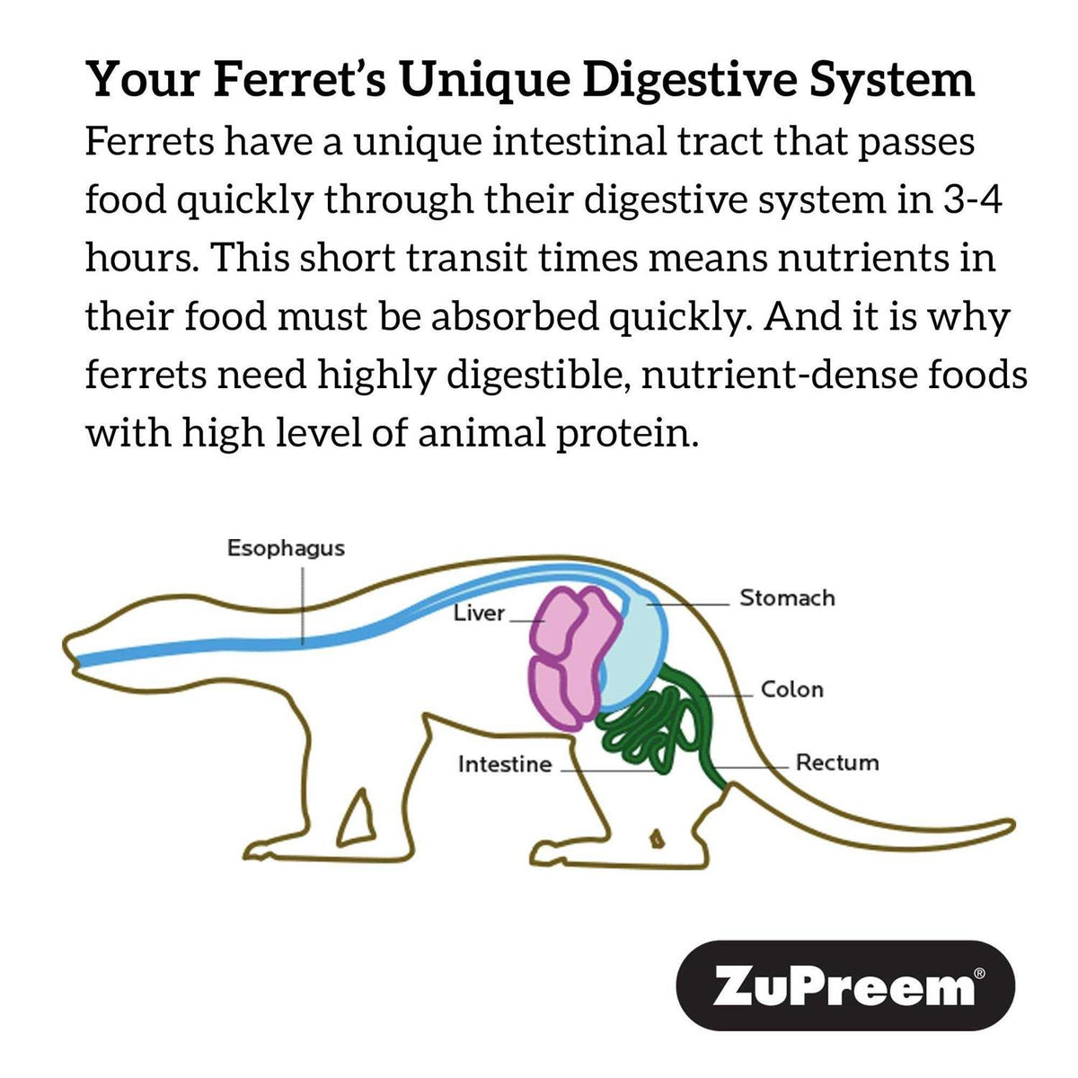 Ferret Diet V91403