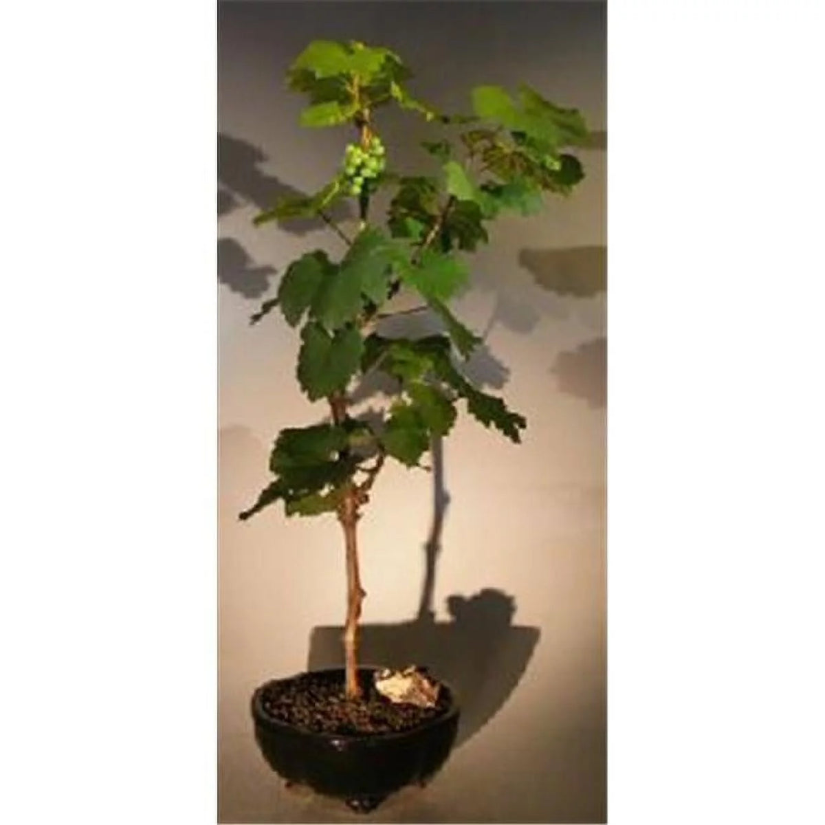 Wine Grape Bonsai Tree X409132