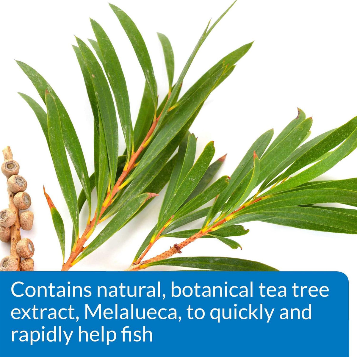 Fish Remedy Y31074